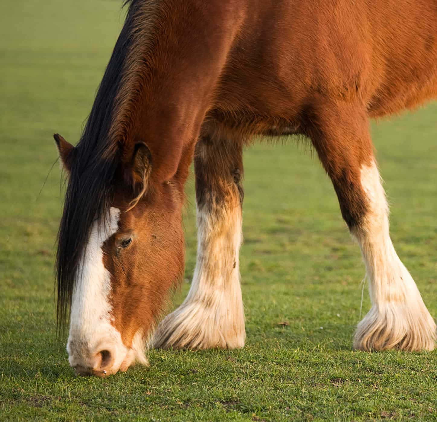 A Majestic Clydesdale Horse