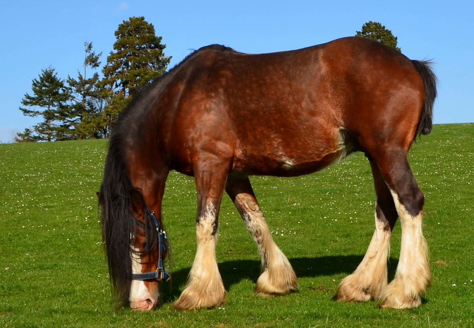 A majestic Clydesdale Horse proudly prancing in the countryside.