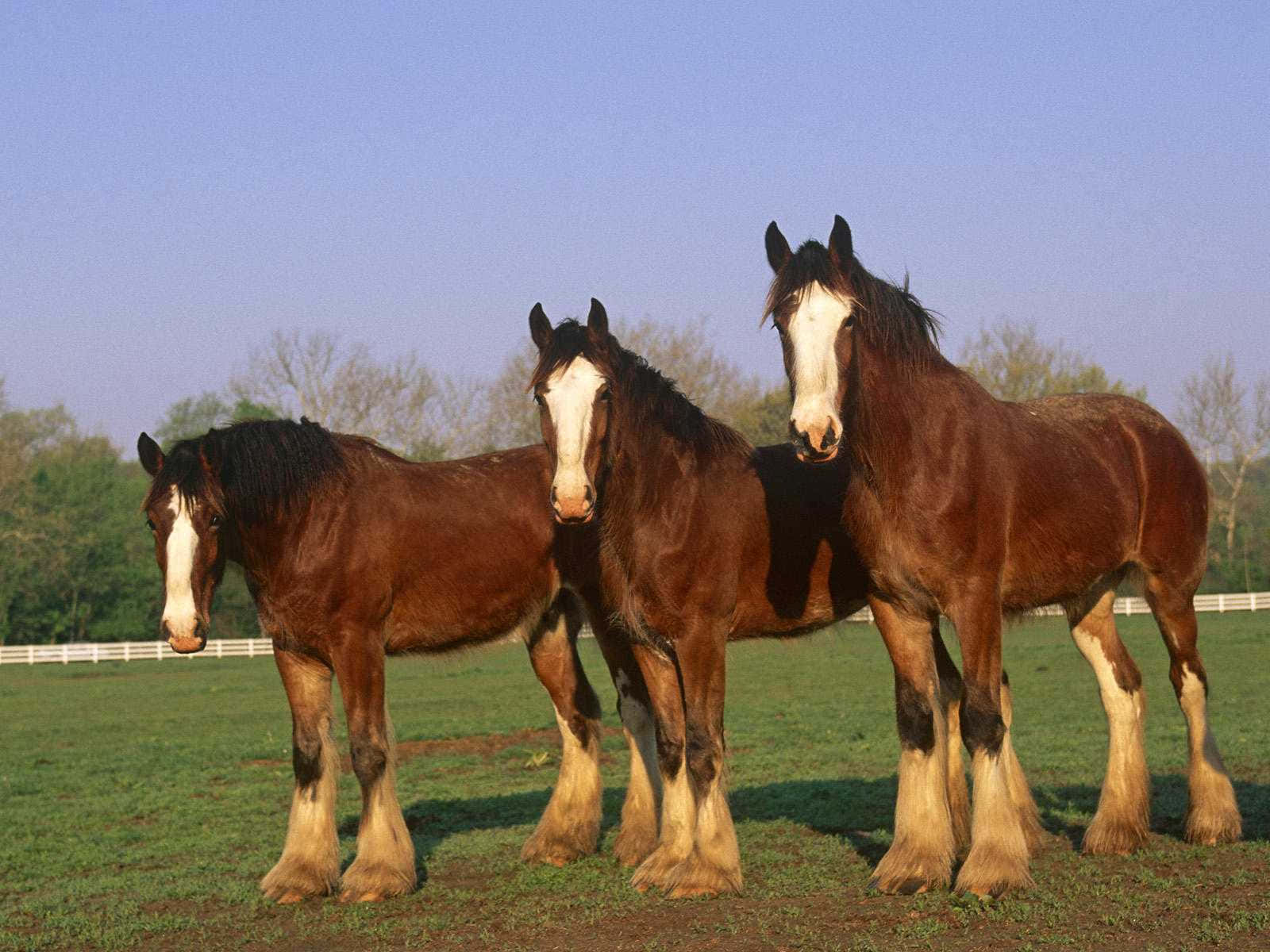 Three Horses Standing In A Field