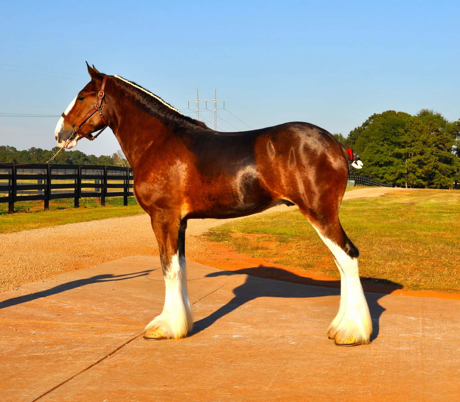 The Magnificent Character of Clydesdale Horse