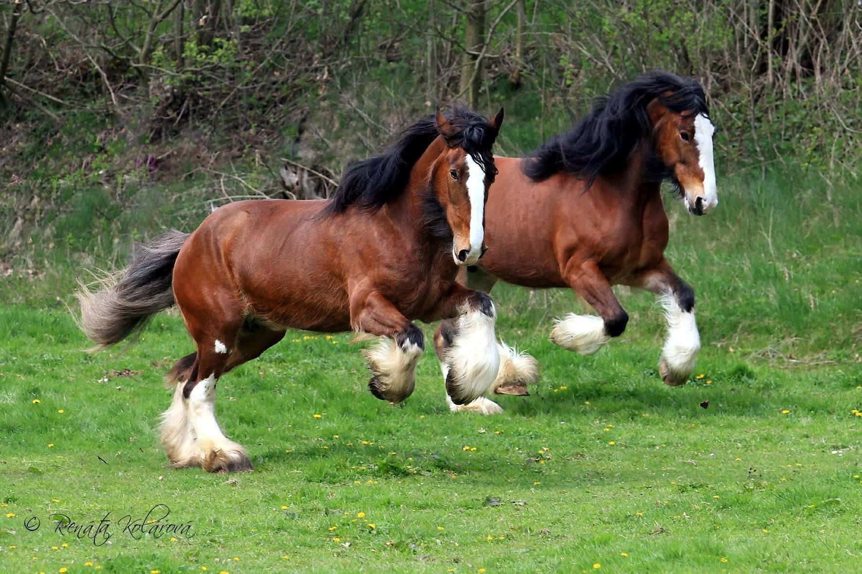 "A brown Clydesdale Horse striking a proud pose in classical equestrian style"