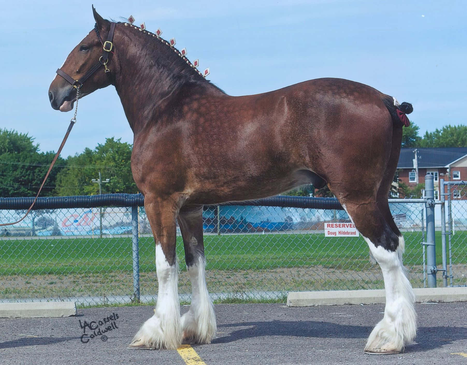 A Brown Horse Standing In A Parking Lot
