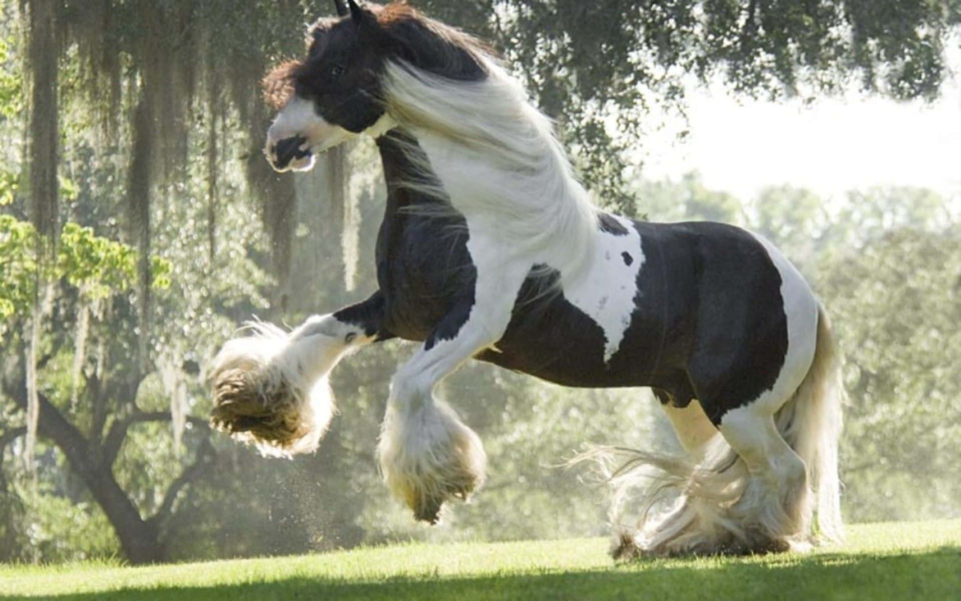 A Black And White Horse Is Running In The Grass