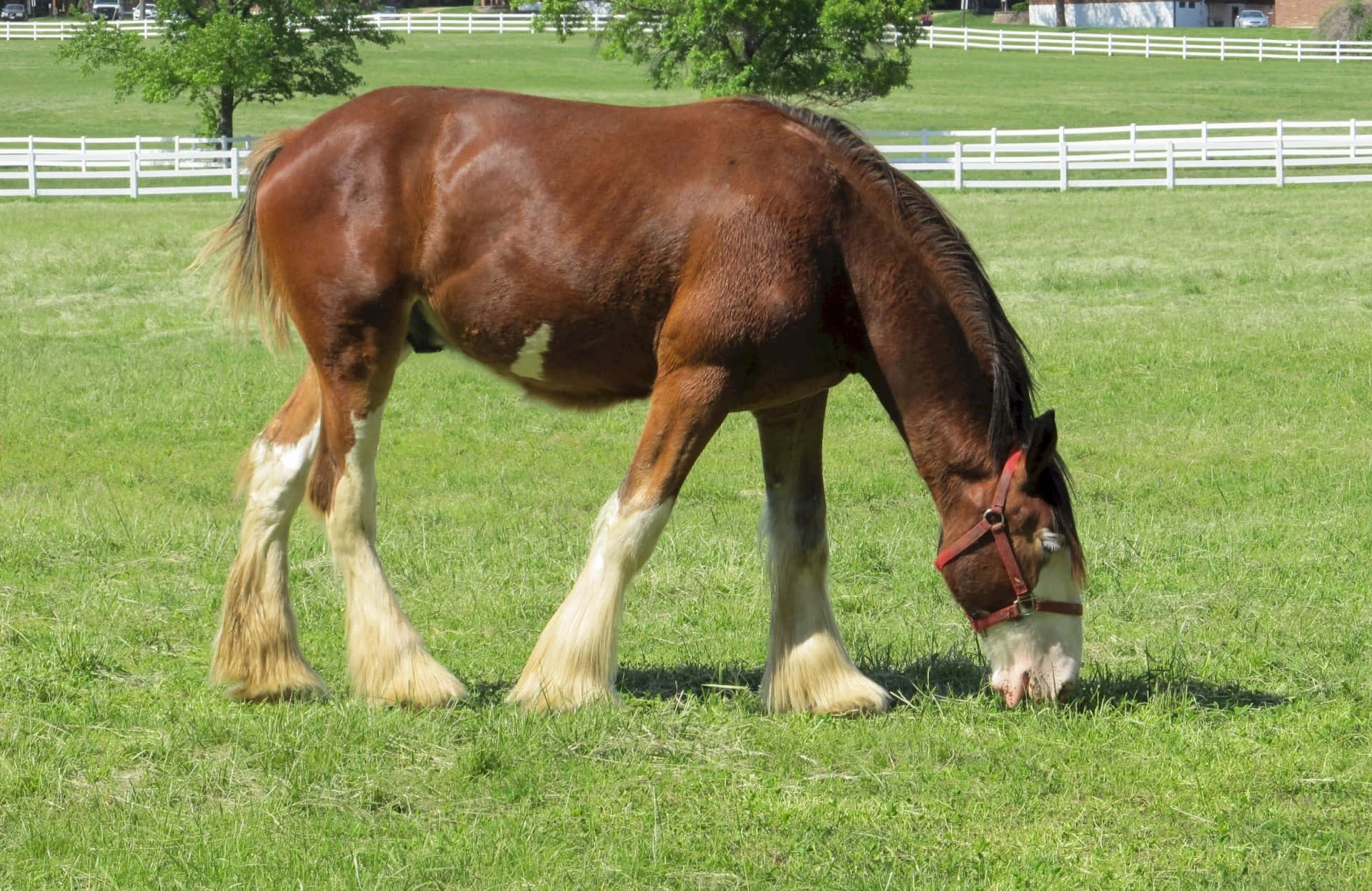 Standing majestic, this stunning Clydesdale horse looks ready to take on the world.
