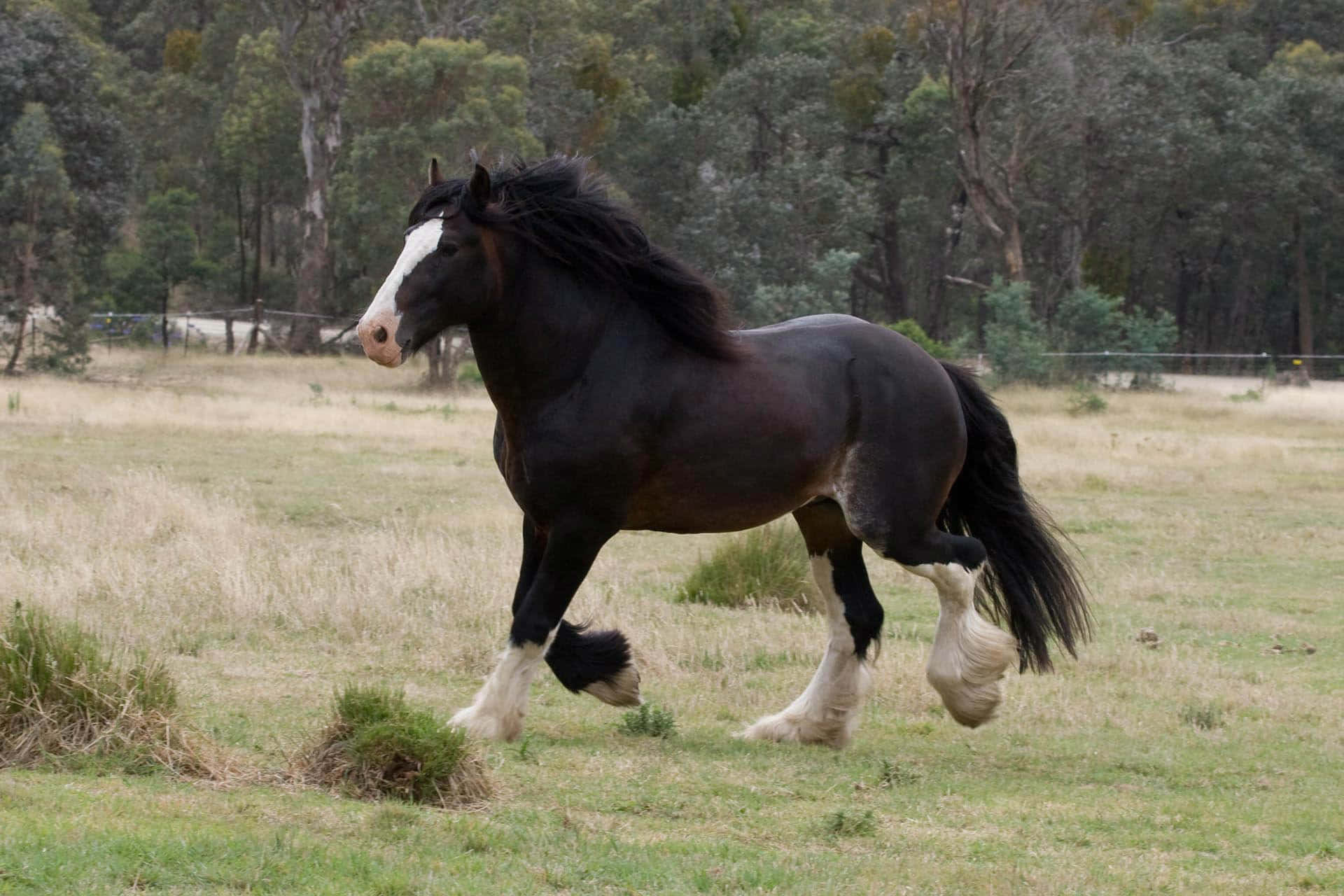 Caring for a Majestic Clydesdale Horse