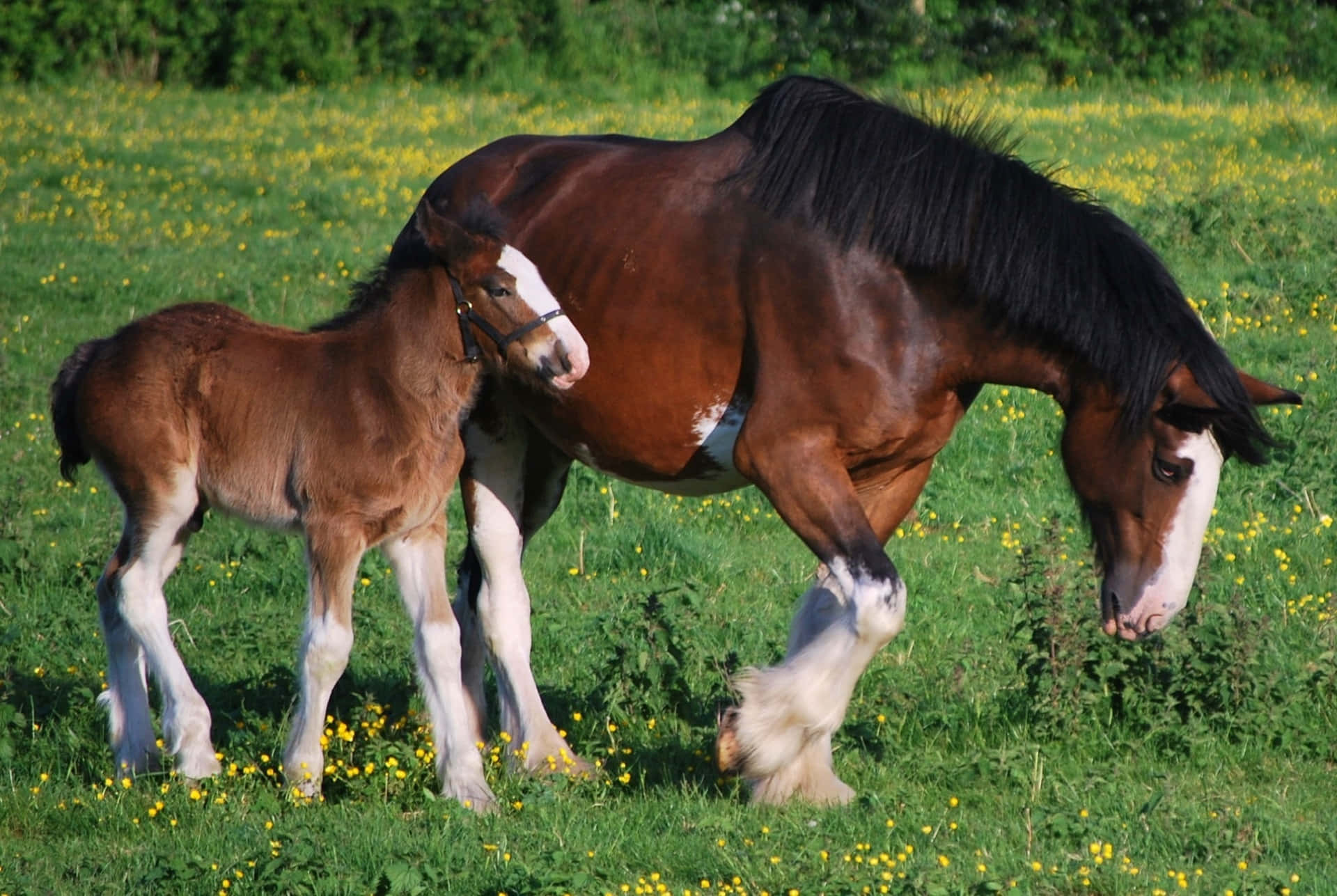 A Horse And A Foal