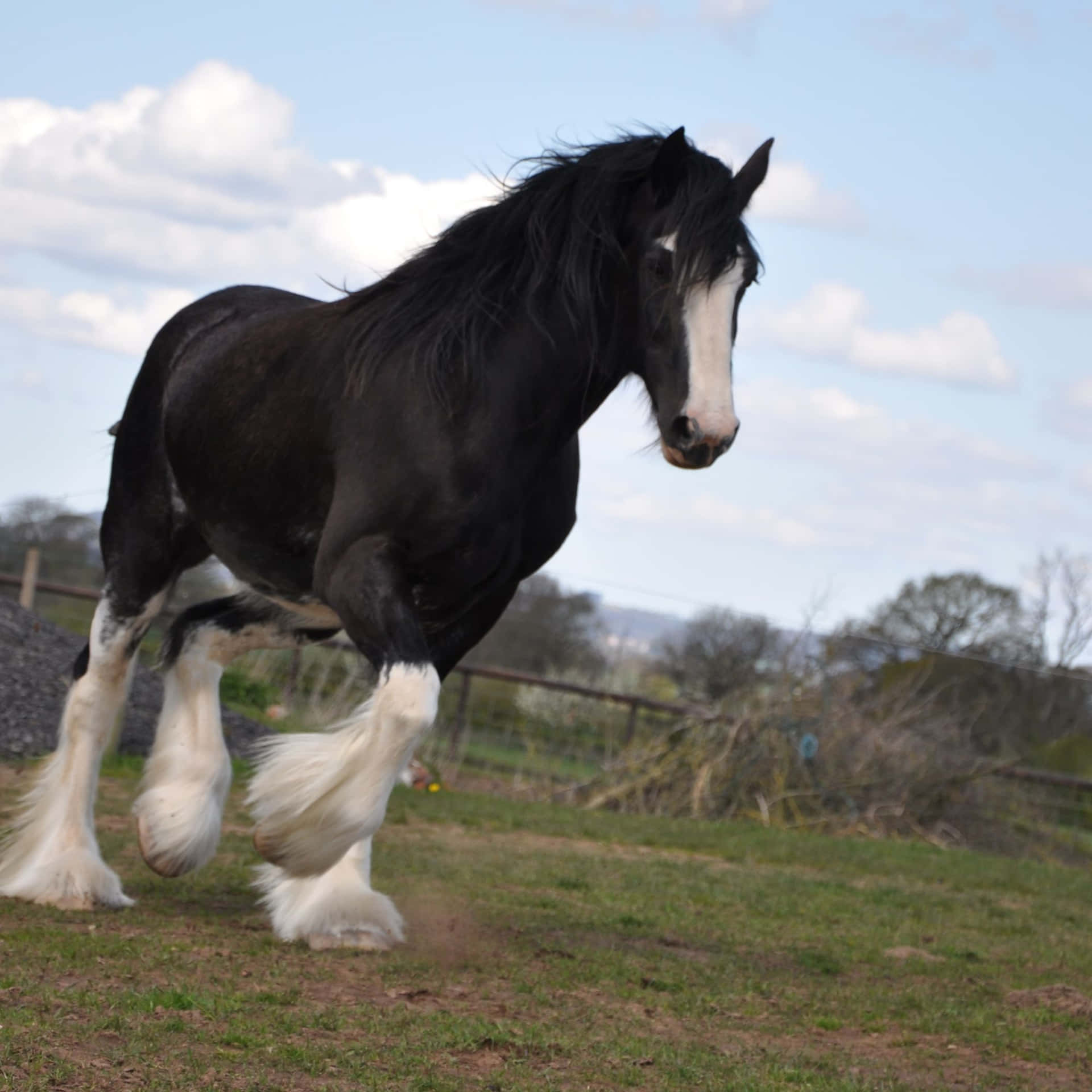 Majestic Clydesdale Horse