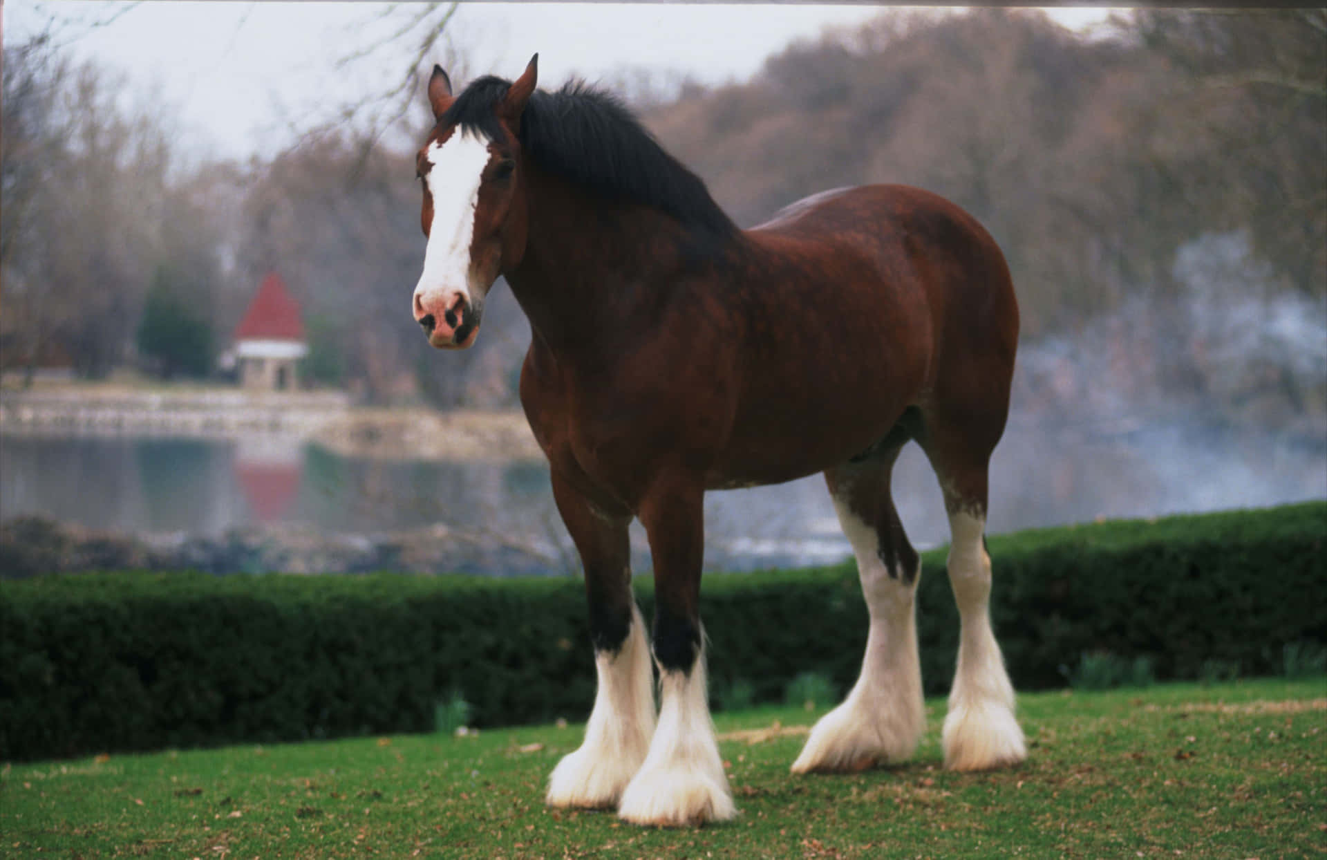 Magnificent Clydesdale Horse