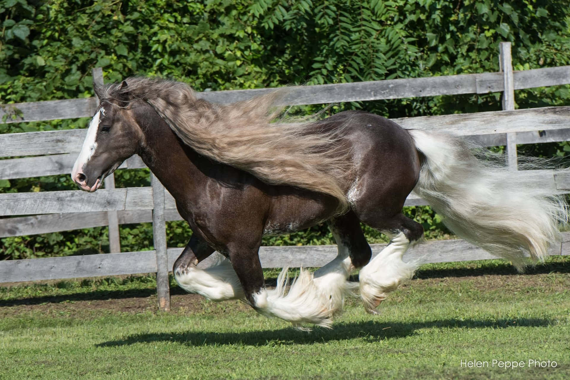 Clydesdale Häst Bilder 2048 X 1365
