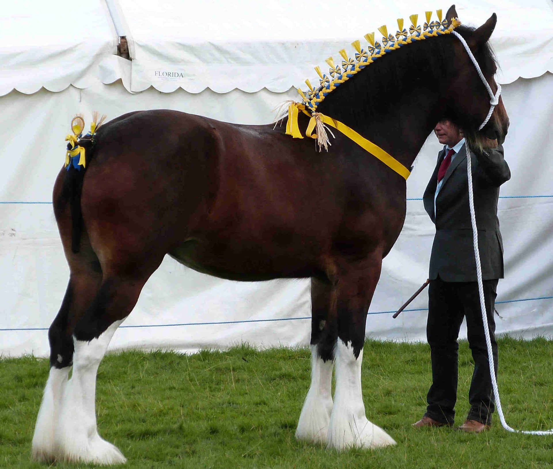 A Horse With A White Ribbon
