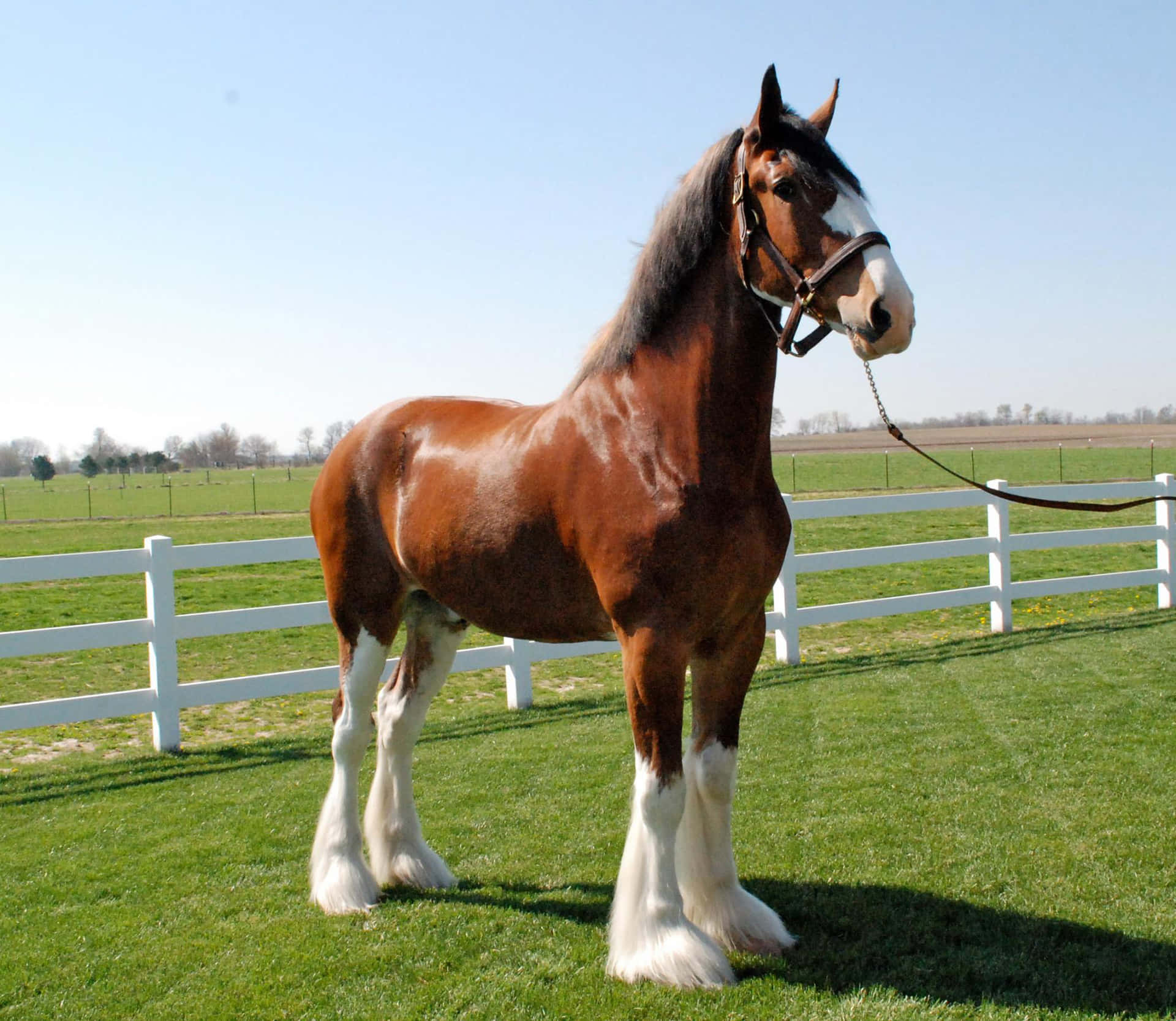 Majestic Clydesdale Horse in its Natural Habitat