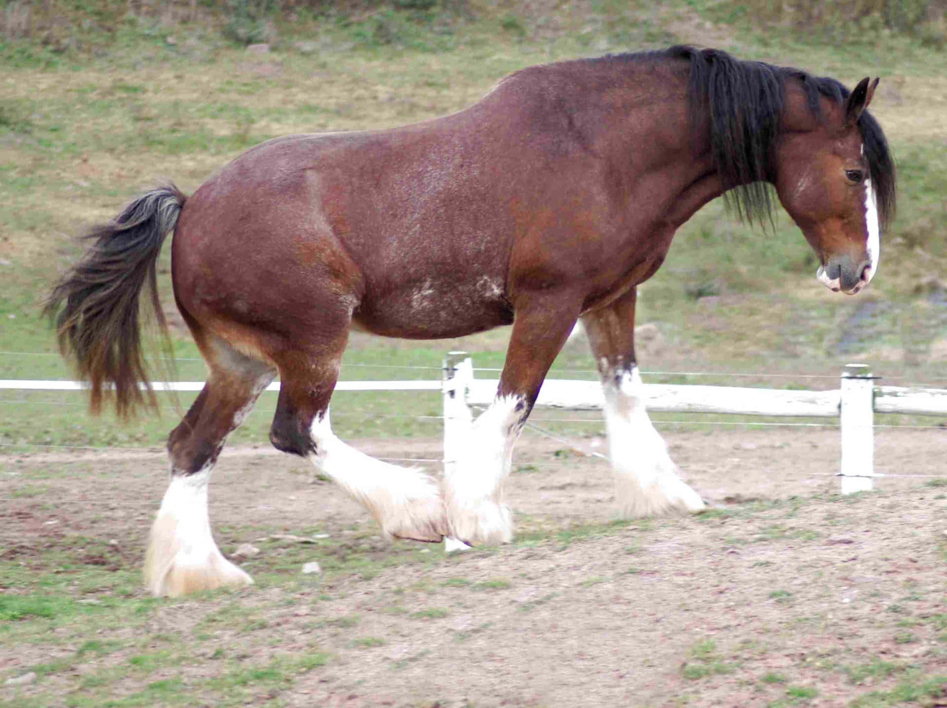 Sfoggiandomaestosità - Un Impressionante Cavallo Clydesdale.