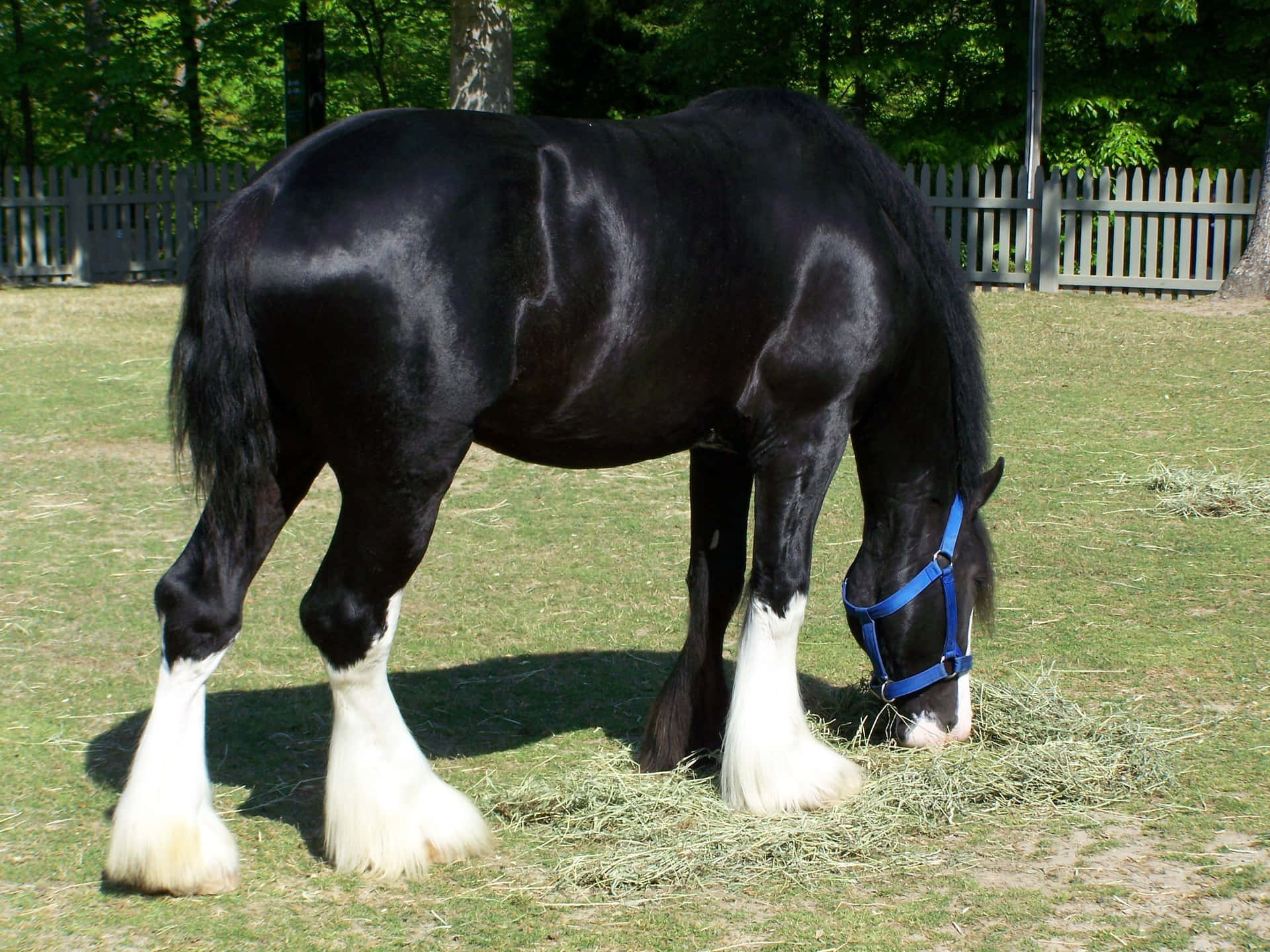 "Gazing proudly at its golden mane, this mighty Clydesdale stands atop a grassy hill."
