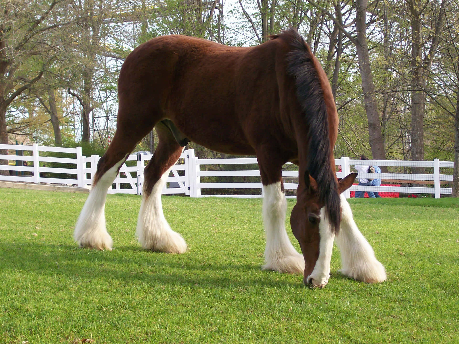A Majestic Clydesdale Horse Galloping Through a Wooded Field