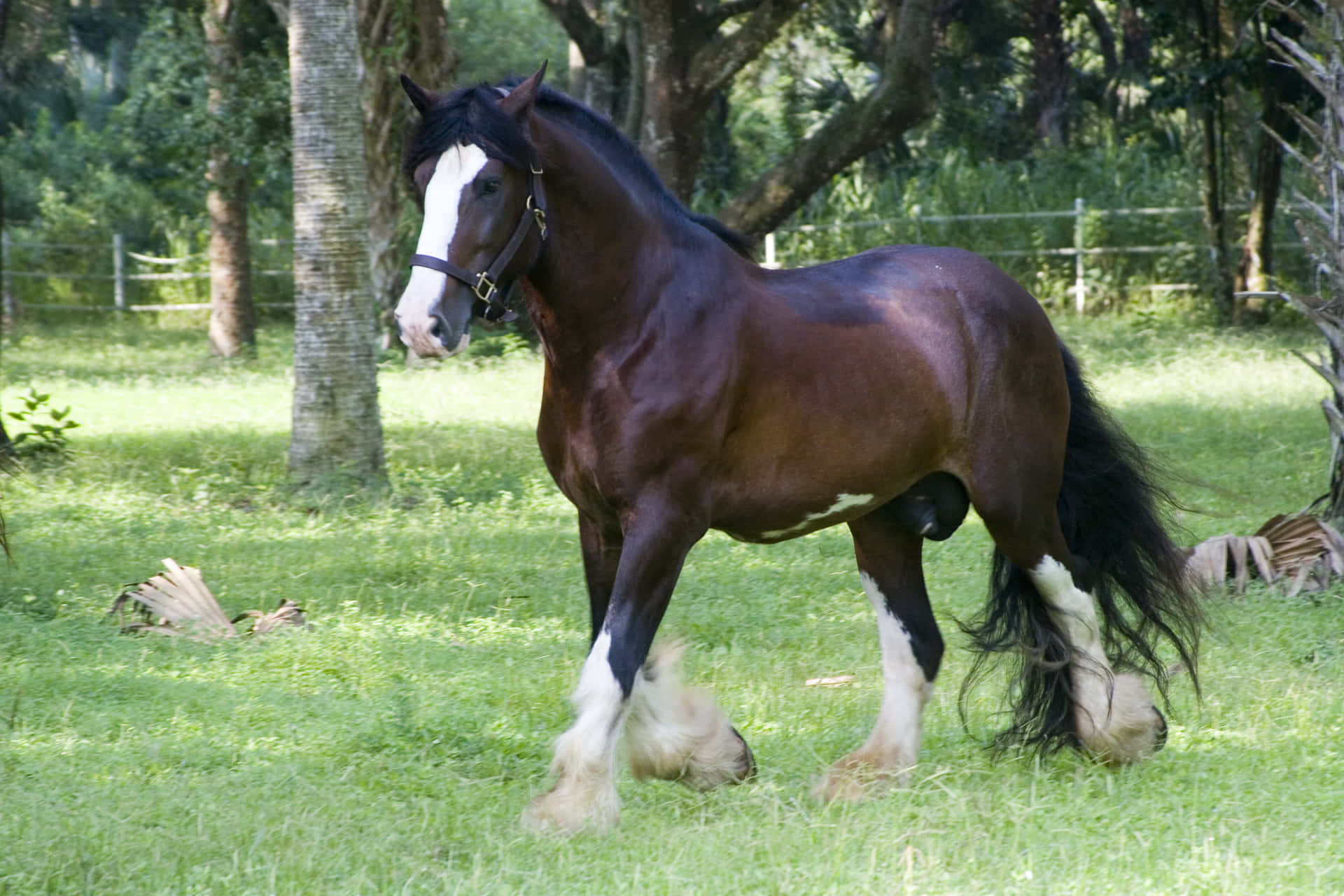 A majestic Clydesdale horse forges forward