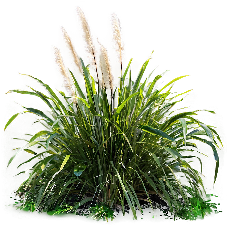 Coastal Ornamental Grass Png 06212024 PNG