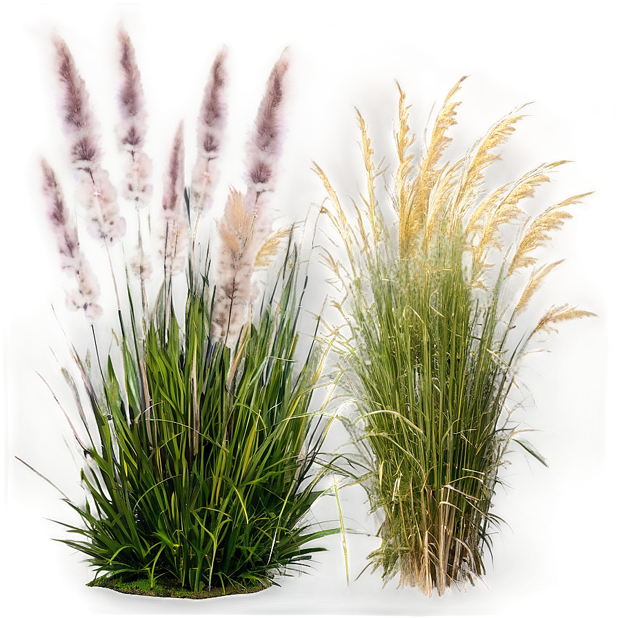 Coastal Ornamental Grass Png Wqf PNG