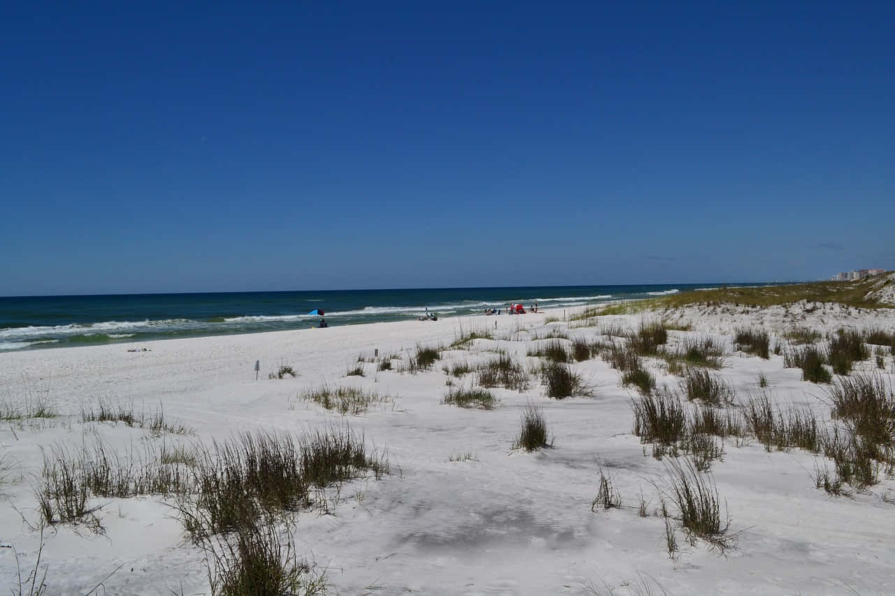 Coastal Seagrass Sandscape Wallpaper