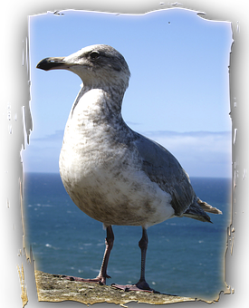 Coastal Seagull Standing PNG