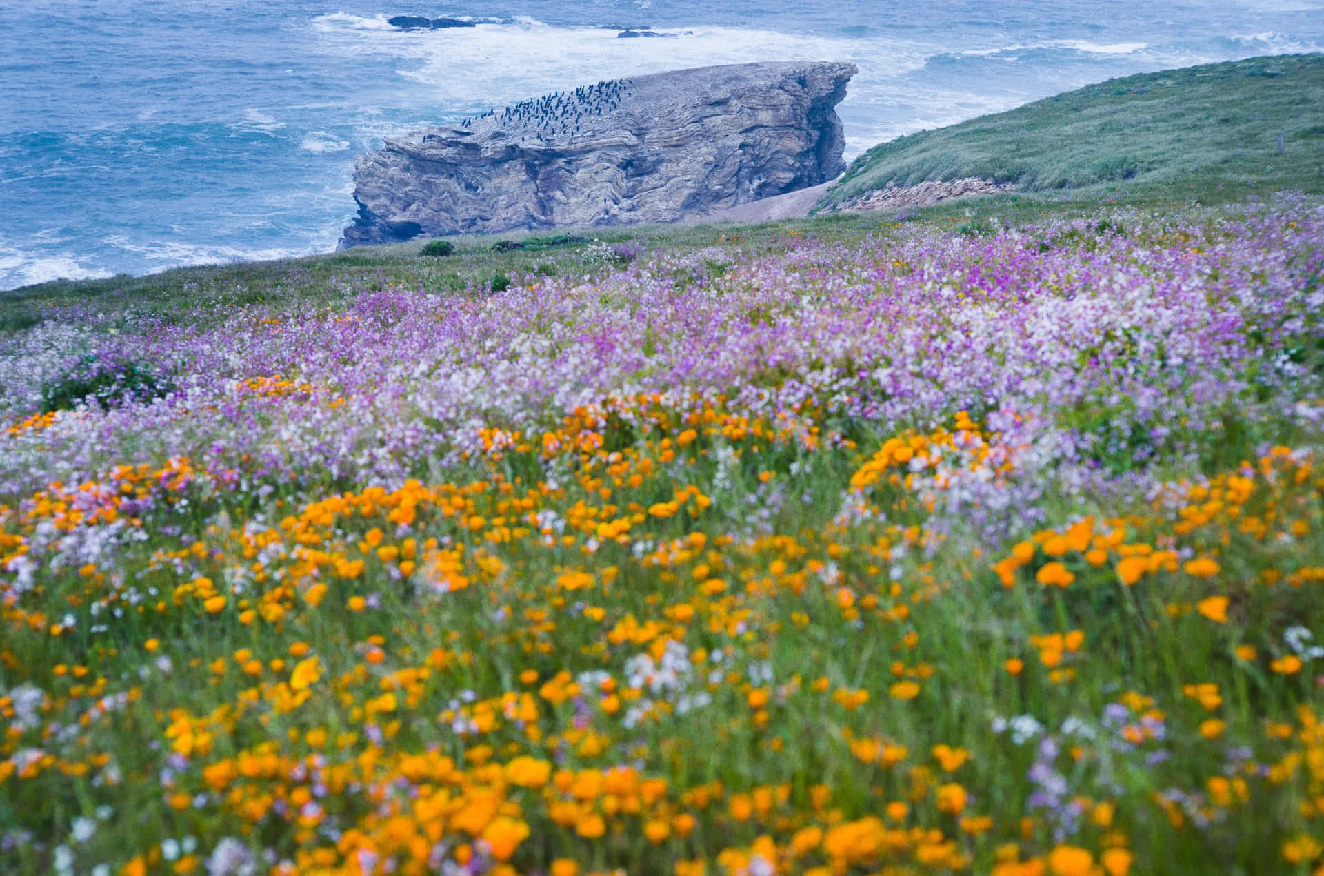 Download Coastal Wildflower Bloom Wallpaper | Wallpapers.com