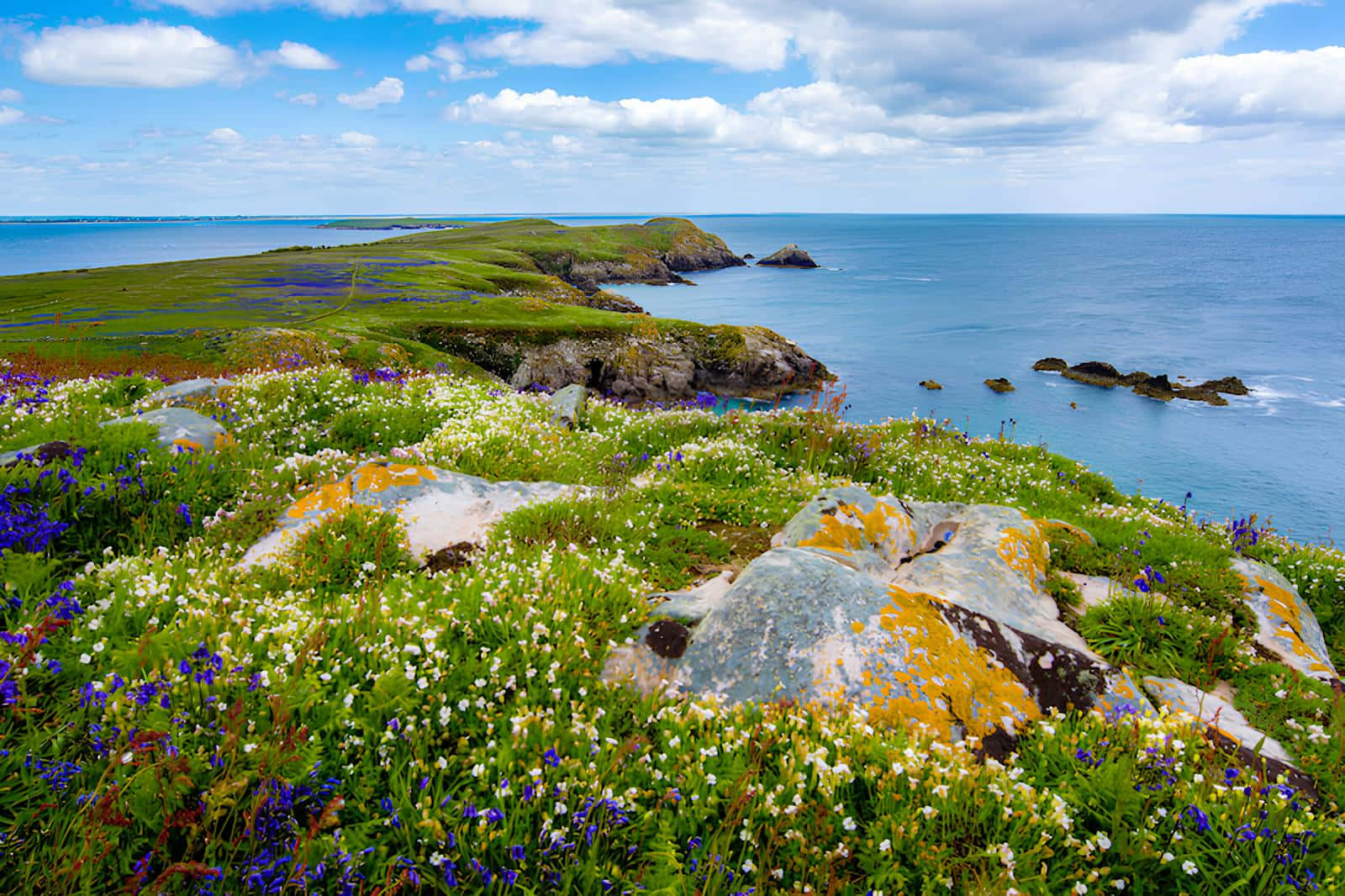 Coastal Wildflowers Armagh Ireland Wallpaper