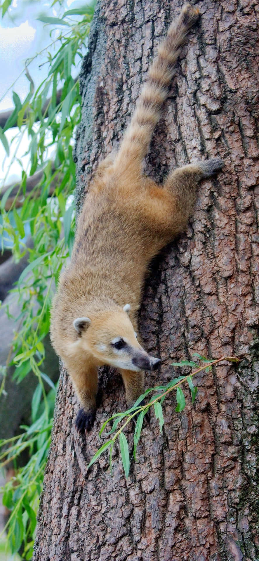 Coati Kiipeämässä Puu Taustakuva