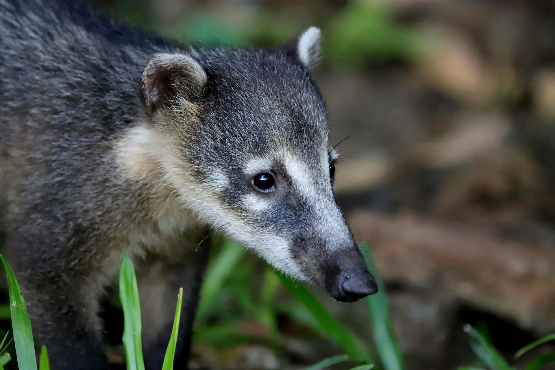 Coati Lähikuva Muotokuva Taustakuva