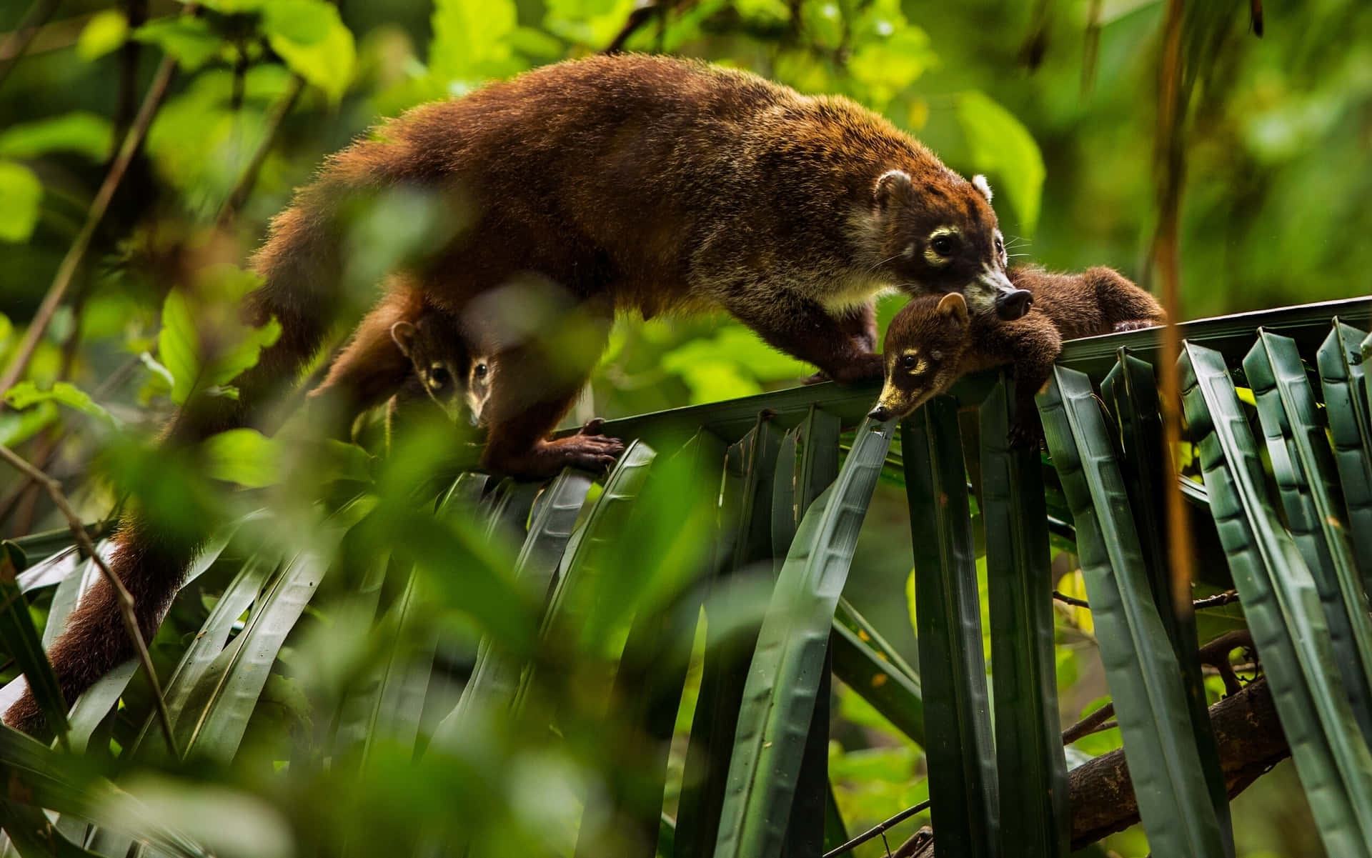 Coati Perhe Tutkii Vihreää Taustakuva