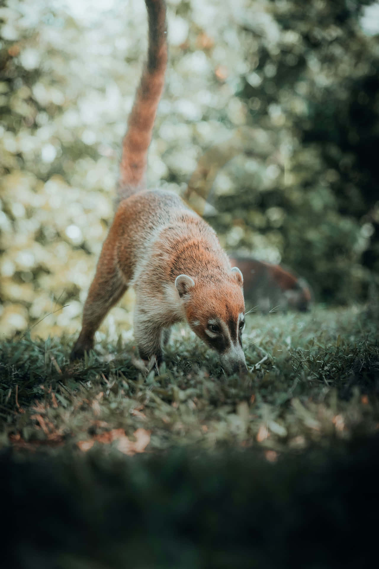 Coati_ Foraging_ In_ Nature.jpg Wallpaper