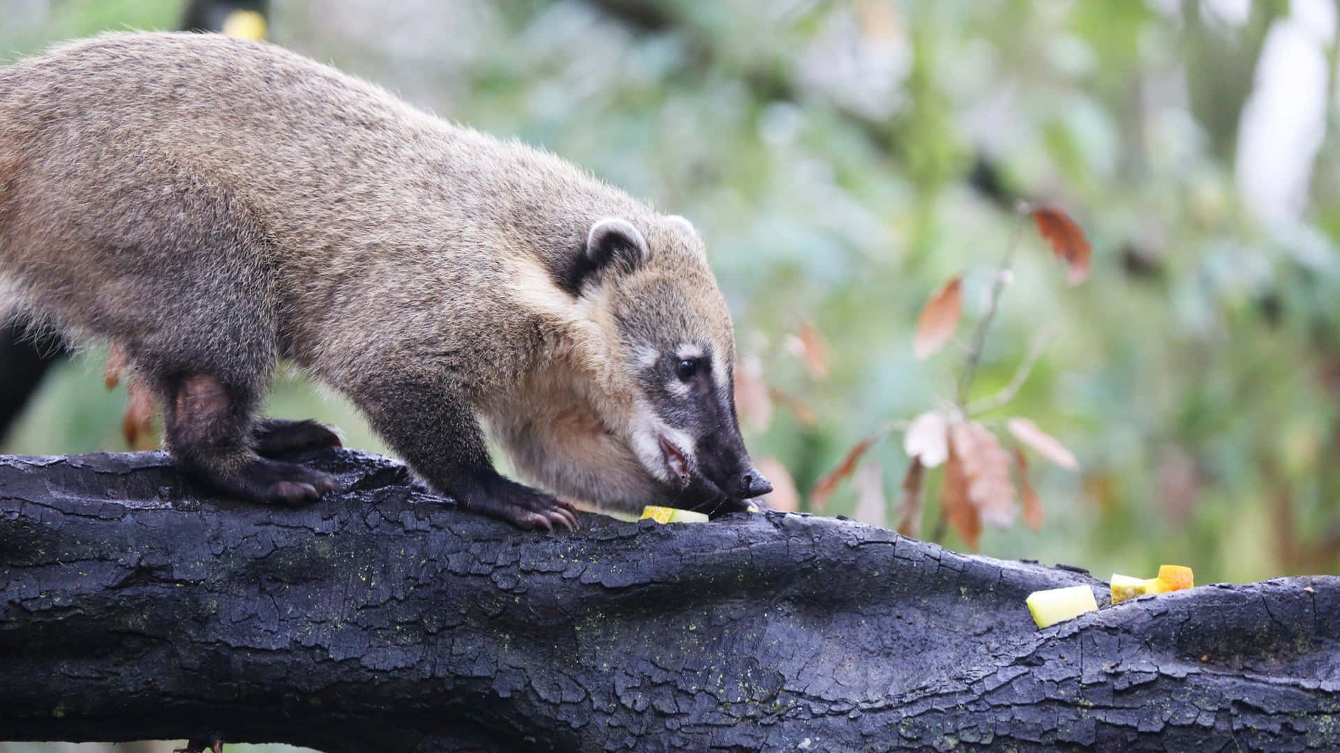 Coati_on_ Branch_ Eating_ Fruit Wallpaper