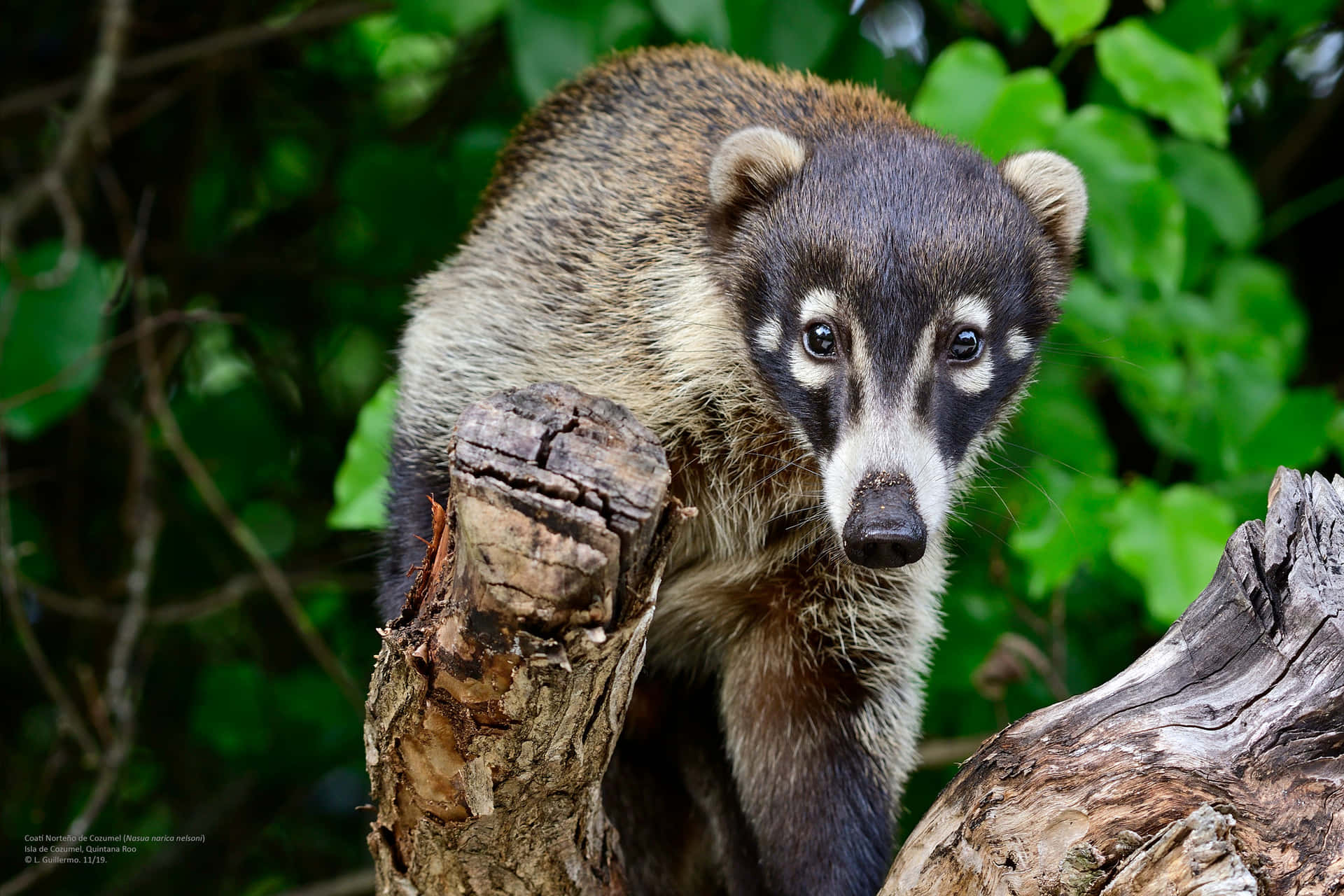 Download Coati_on_ Log_in_ Green_ Foliage_ Background Wallpaper ...