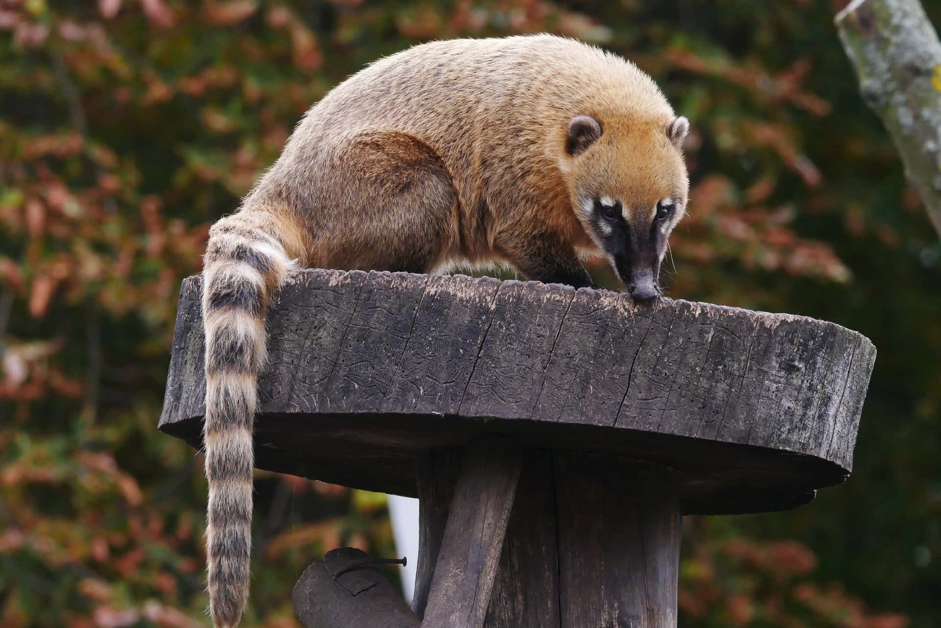 Coati Puupinnalla Taustakuva