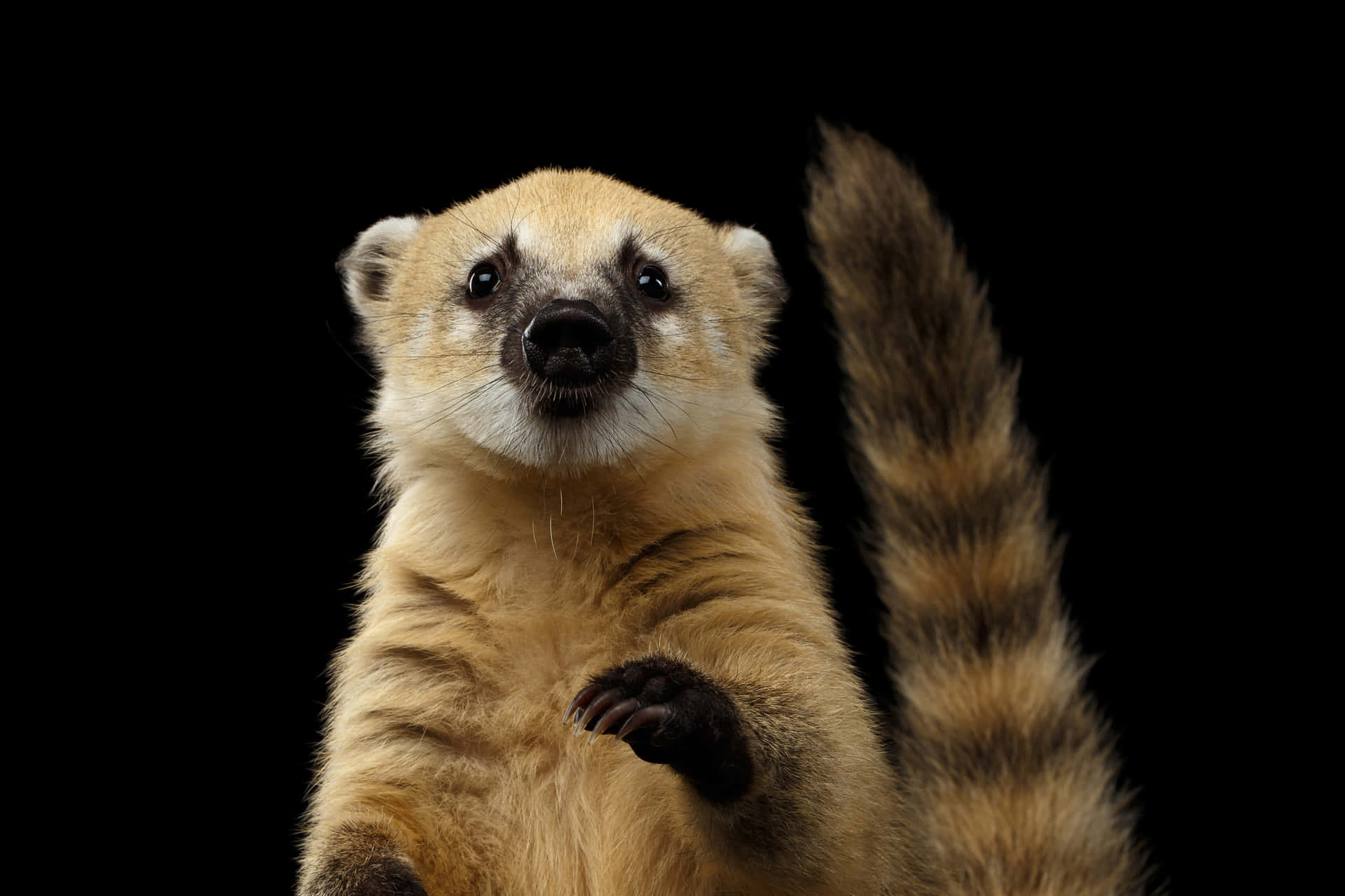 Coati_ Portrait_ Black_ Background Wallpaper