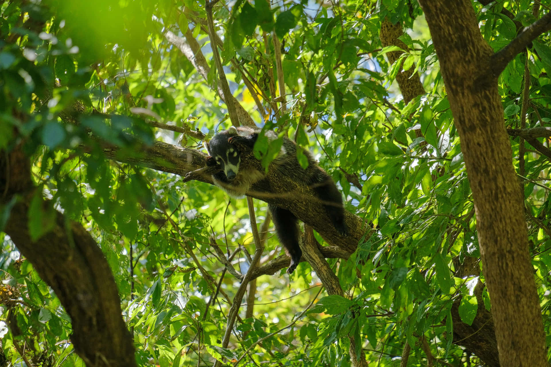 Coati Liggend In Boomtop Achtergrond