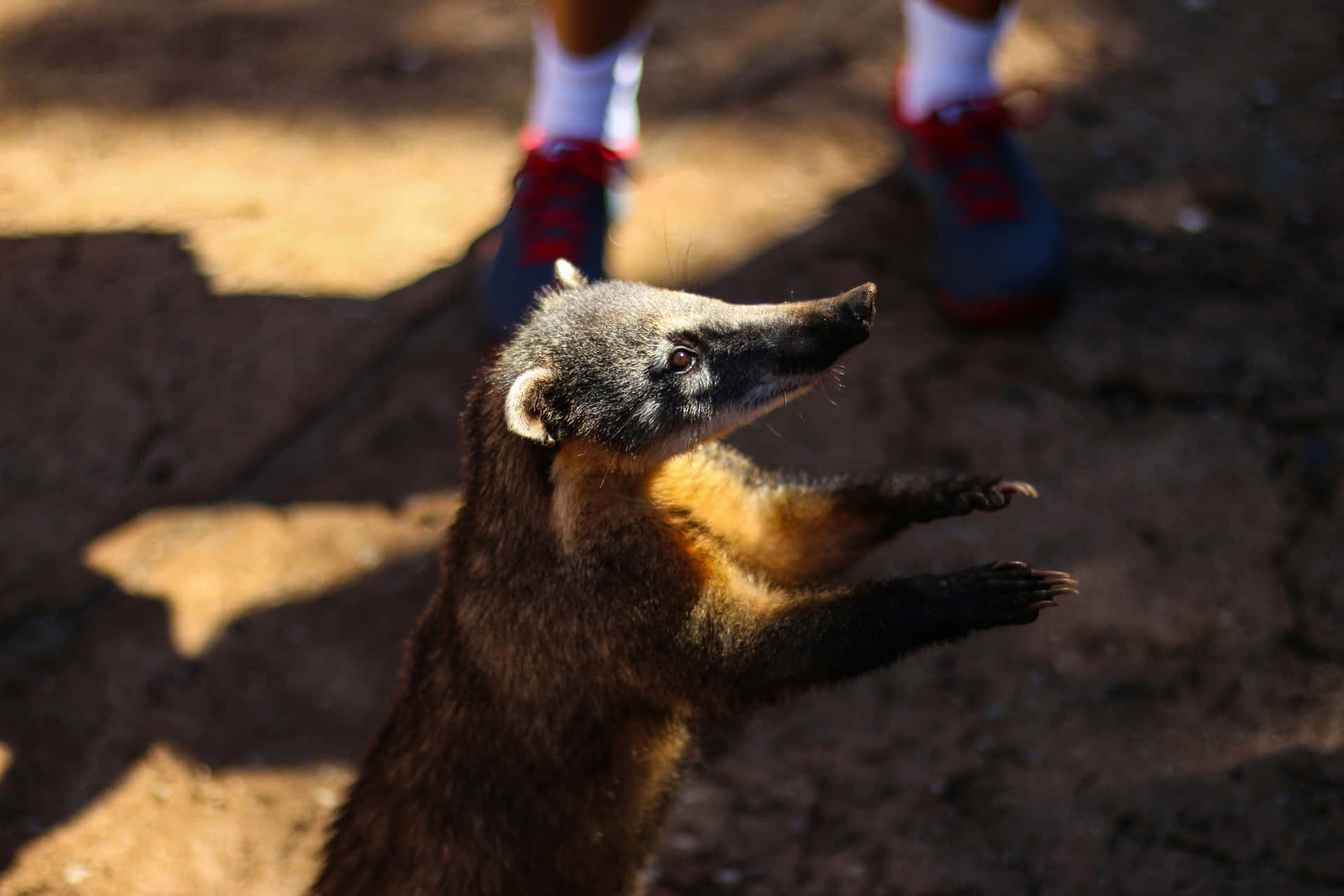 Coati Standing Up Interaction Wallpaper