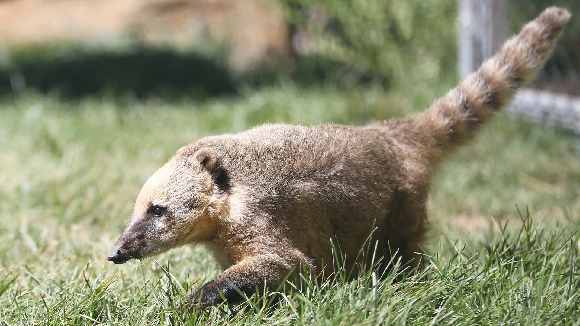 Coati Ruohikossa Taustakuva