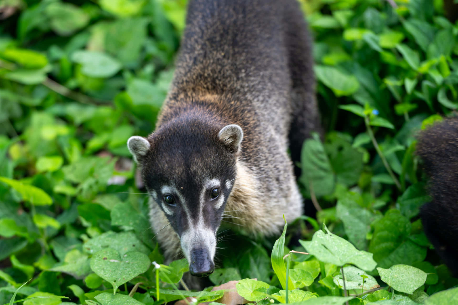 Coatiin Green Foliage.jpg Wallpaper