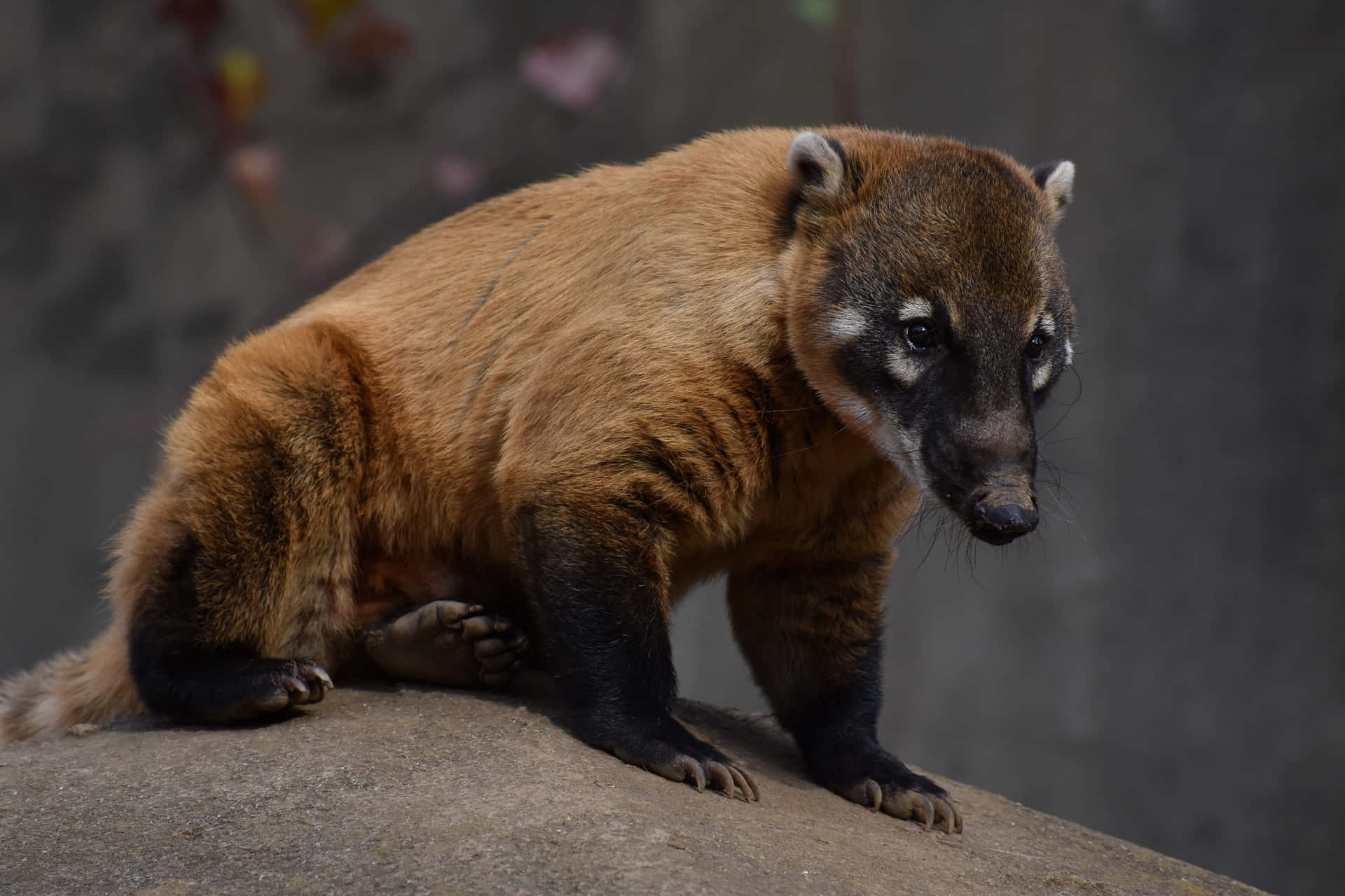 Coati På Stein Bakgrunnsbildet