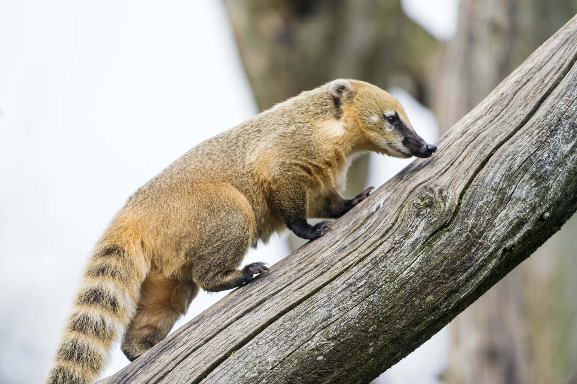 Coati På Tregren Bakgrunnsbildet