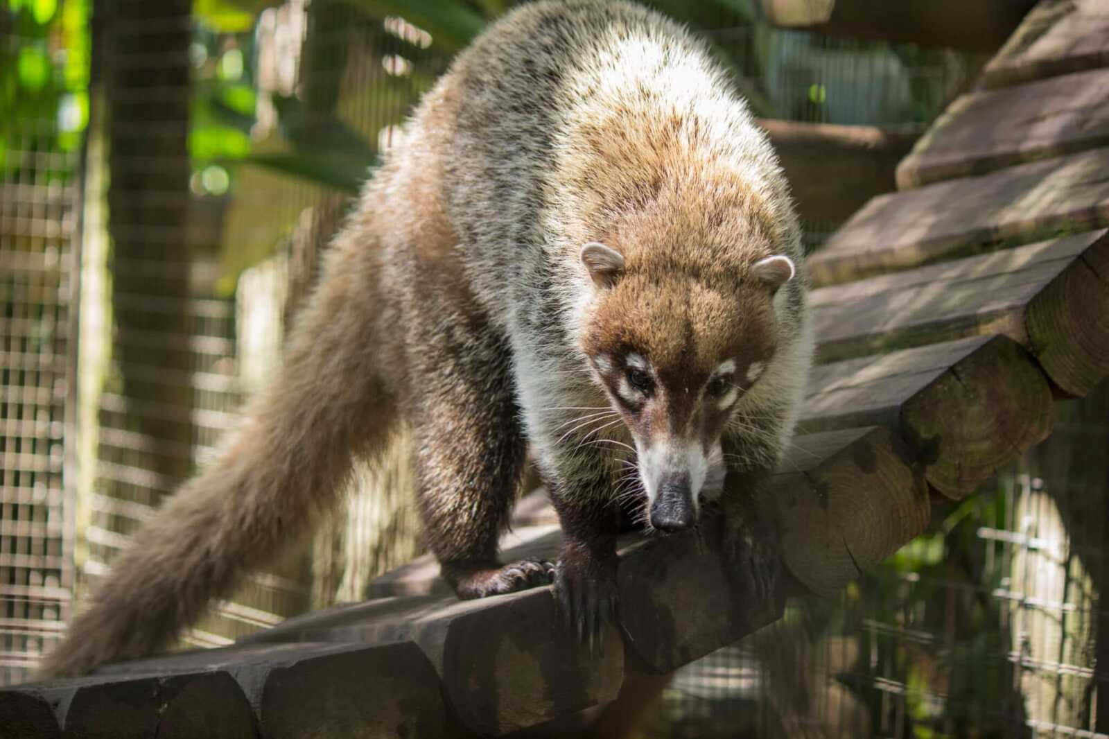 Coati Puupalkilla Taustakuva