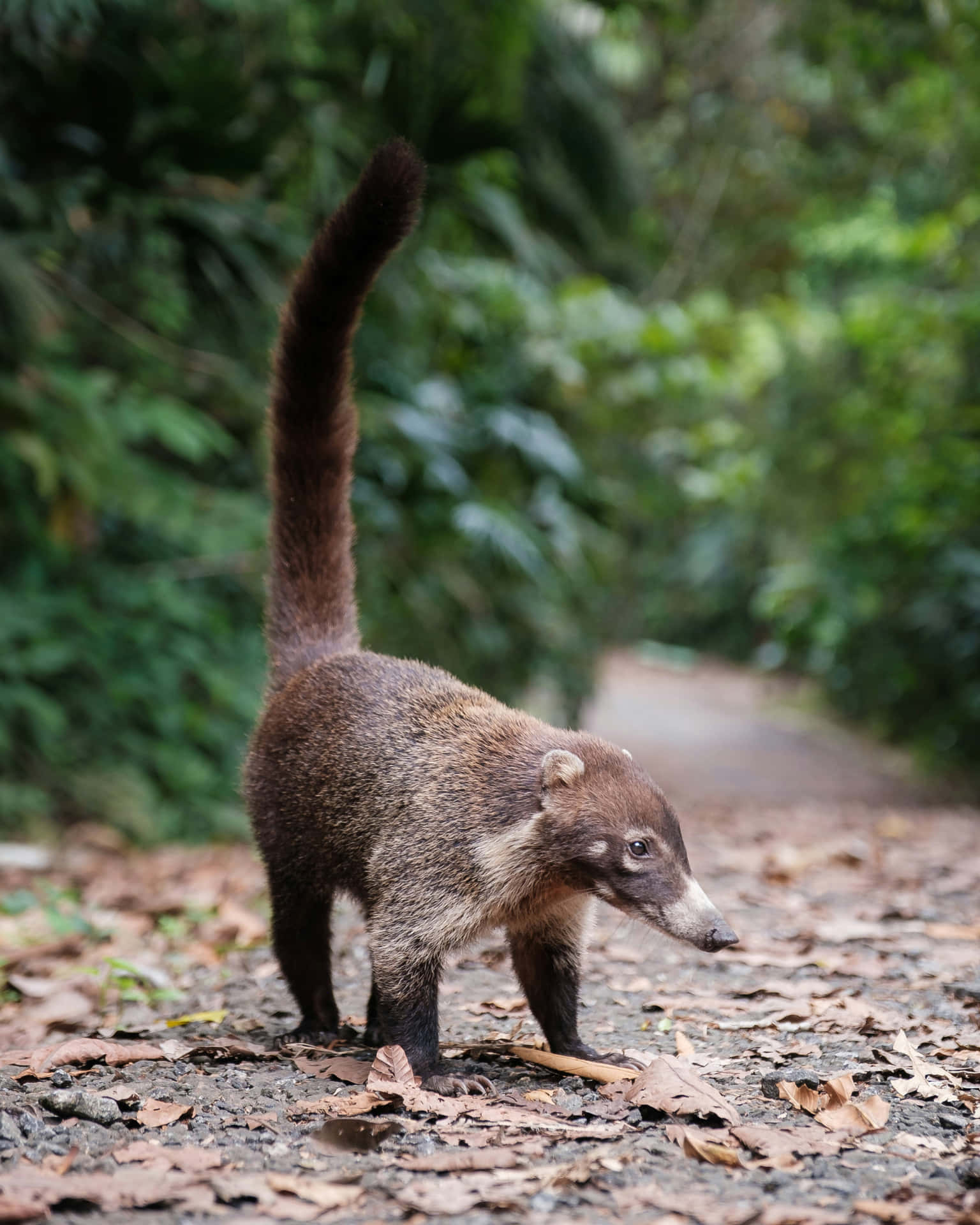 Coati Liikkeellä Taustakuva