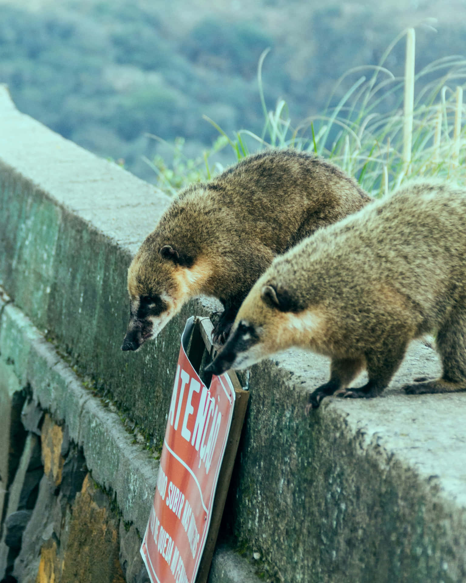 Coatis_ Investigating_ Sign Wallpaper