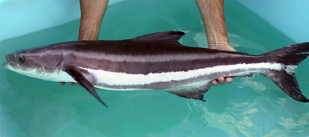 Cobia Fish Held By Person Wallpaper