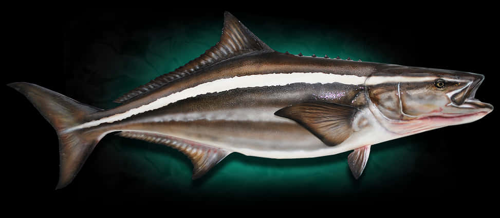 Cobia Fish Side View Wallpaper