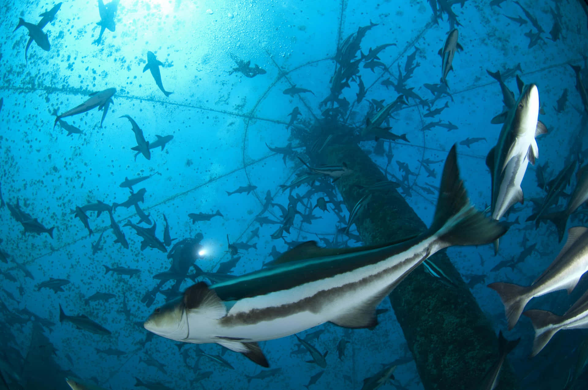 Cobiaand Sharks Underwater Scene Wallpaper