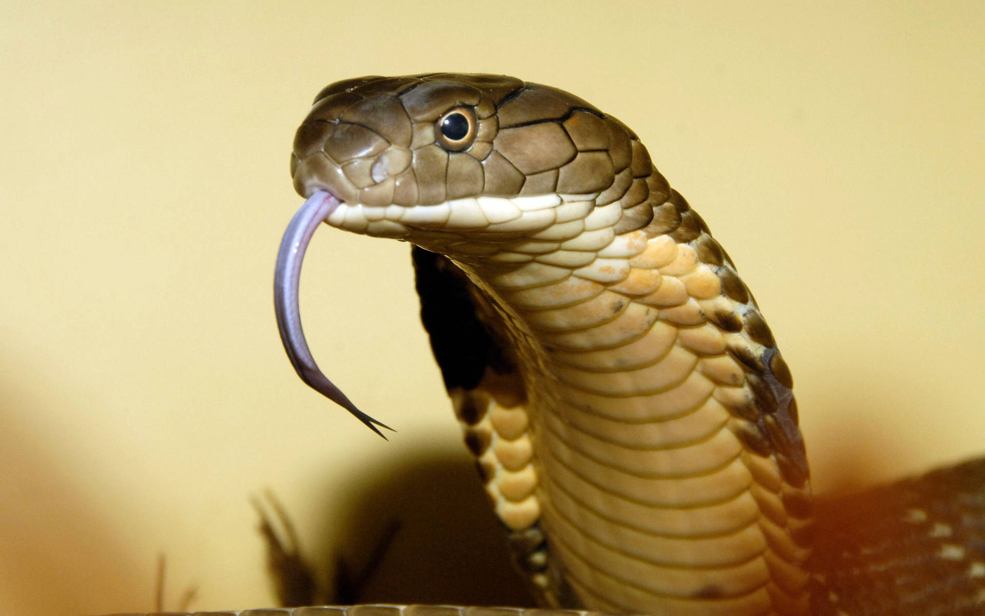 Cobra Close-Up Hissing Tongue Wallpaper