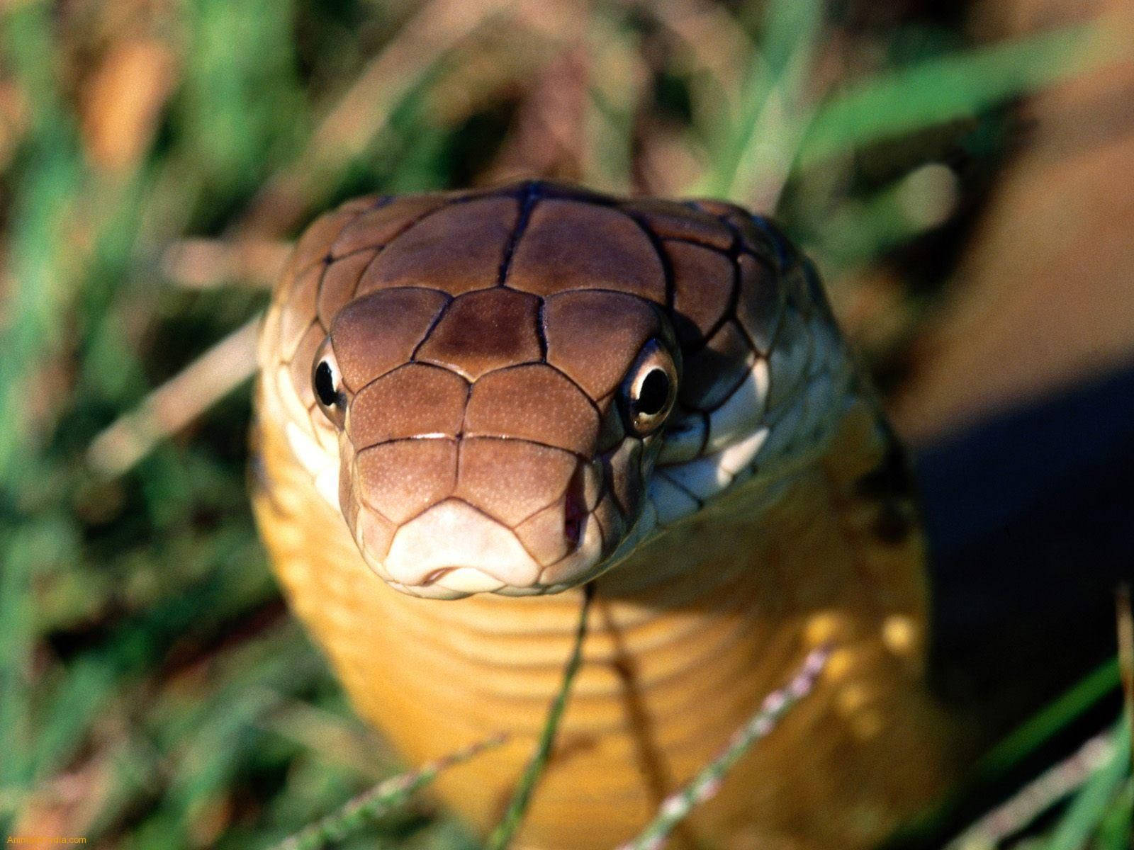 Cobra Close-Up With Grass Background Wallpaper