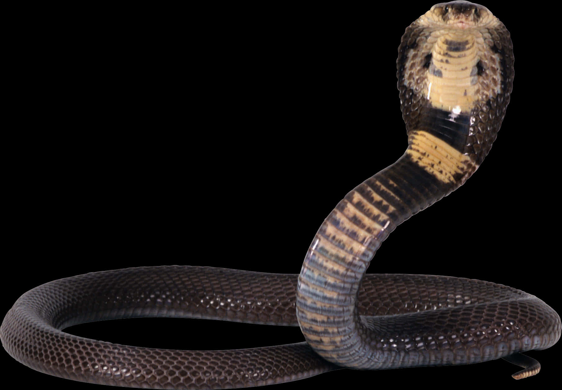 Cobra Snake Defensive Pose PNG