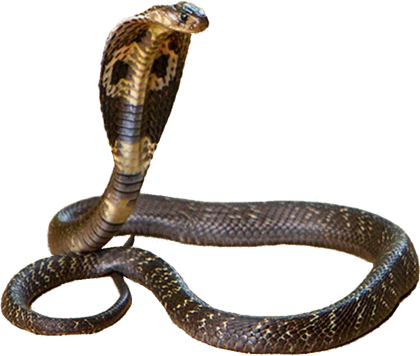 Cobra Snake Displaying Hood PNG