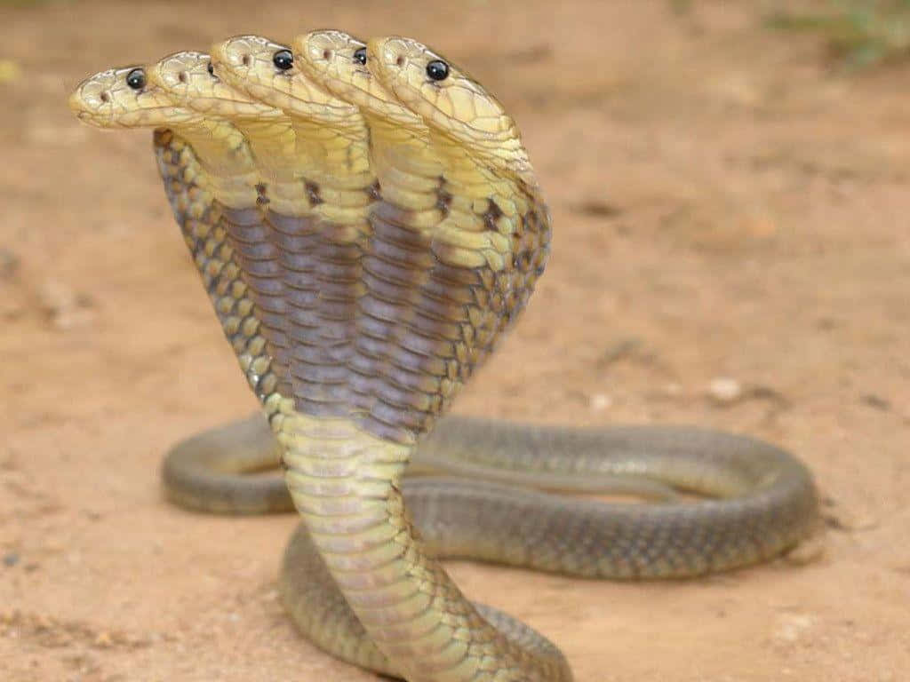 "Striking Beauty of a Cobra Snake"